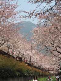 首爾出發😚鎮海市一日旅遊🥹3-4月必去賞櫻☺️