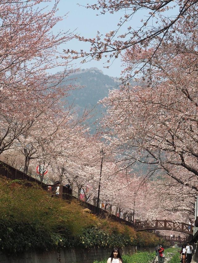 首爾出發😚鎮海市一日旅遊🥹3-4月必去賞櫻☺️