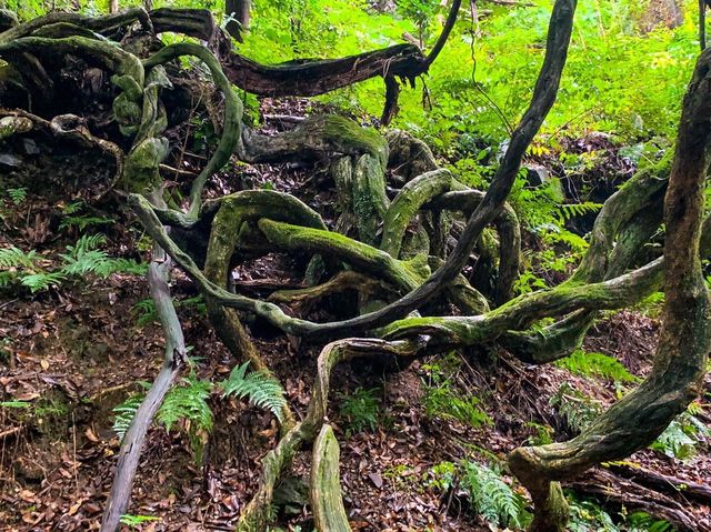 เดินป่าสำรวจอุทยานธรรมชาติ บนภูเขา🌳🏕️