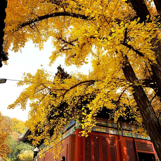 Gingko leaves 🍂 in Beijing 