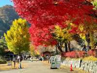 อัพเดตใบไม้เปลี่ยนสี มองเห็นวิวฟูจิกันค่ะ 🍂