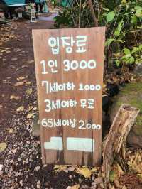🌲포토스팟이 가득한 나만알고싶은 제주동쪽 "비밀의숲"🌲