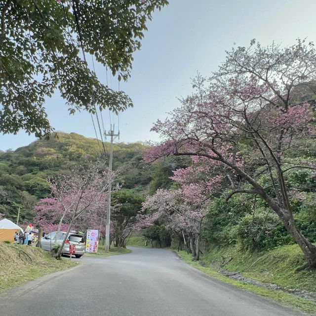 沖繩賞櫻🌸 #八重岳櫻花