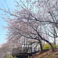 핫한 청리단길 근처 떠오르는 인천 벚꽃🌸명소 굴포공원