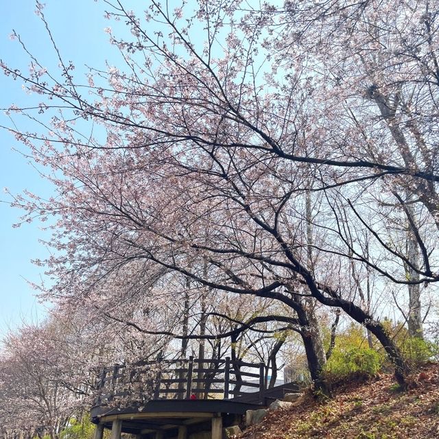 핫한 청리단길 근처 떠오르는 인천 벚꽃🌸명소 굴포공원