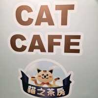 親親貓主子的上樓cafe shop 
