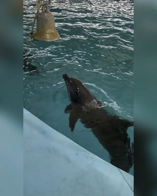 Lovely dolphins at kids-friendly Dolphins Bay