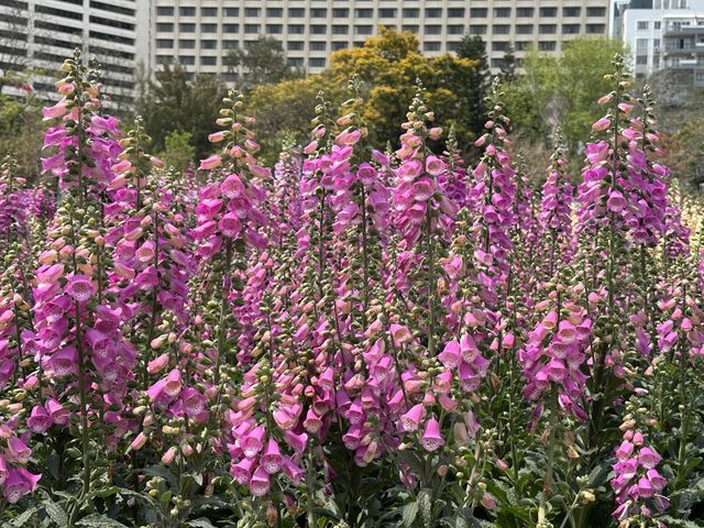 香港賞花 | 維園花展 | 毛地黃篇