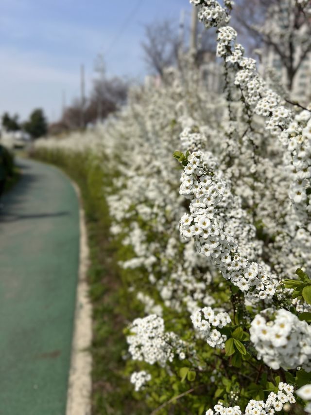 청주의 석촌호수 바이브, 자꾸만 가고싶은 벚꽃길🌸