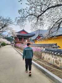 청도 운문사의 봄은 아름답다🌸