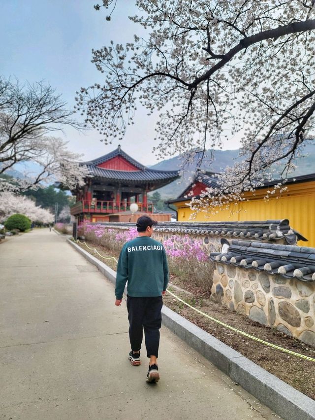 청도 운문사의 봄은 아름답다🌸