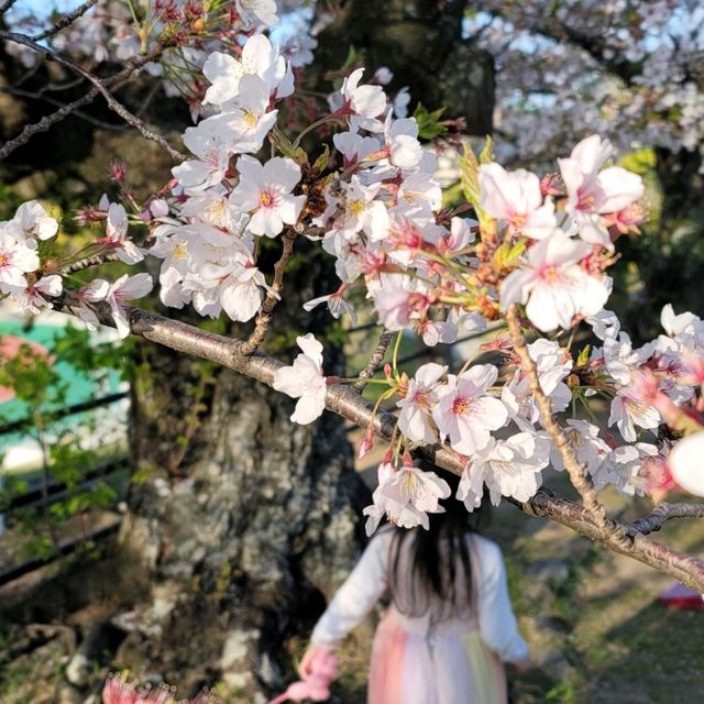 【九洲福岡遊】人在福岡之4月櫻花祭🌸