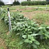 FARM TOGETHER-SKY FARM