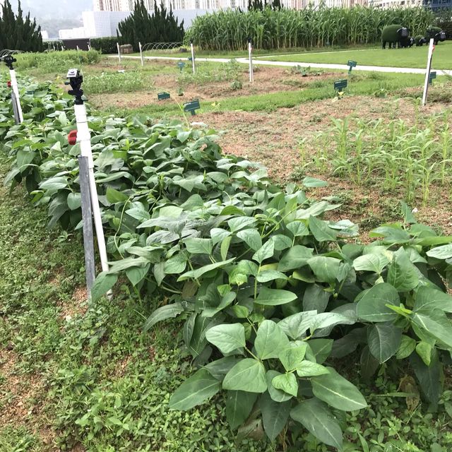 FARM TOGETHER-SKY FARM