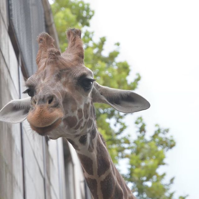 B級遊園地・動物園!?「宇都宮動物園」