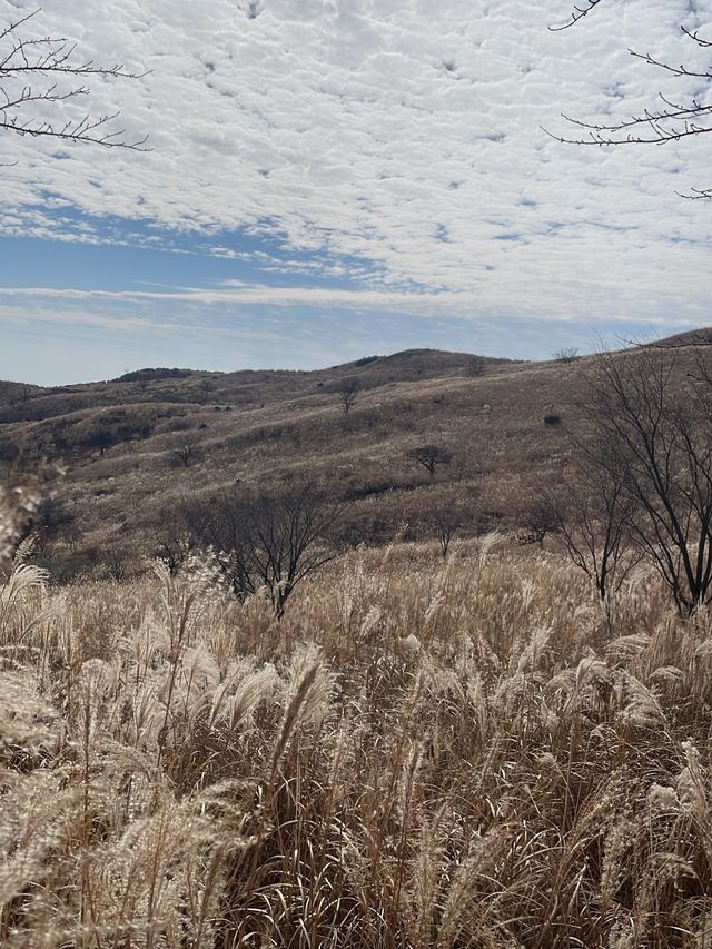 가을에는 억새느낌으로 분위기있게🌾