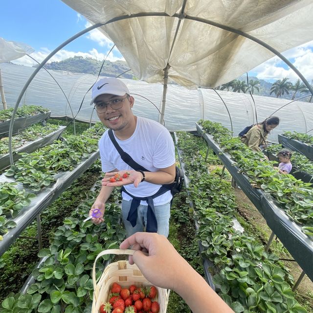 Strawberry Picking Time!