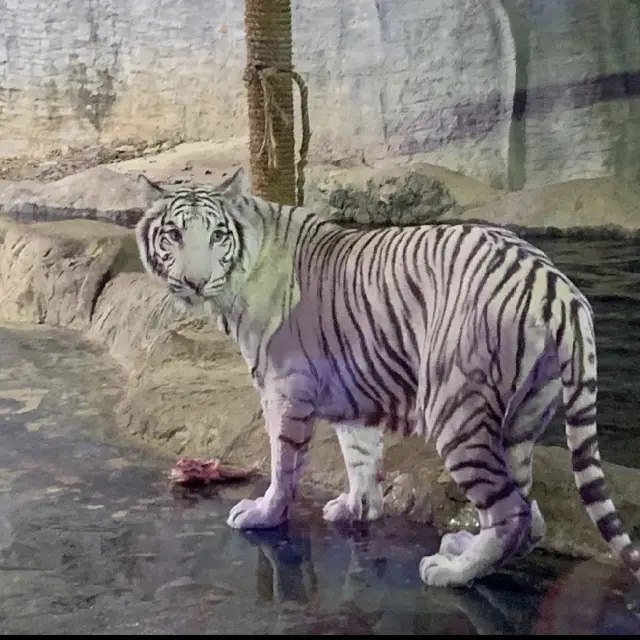 清邁夜間動物園