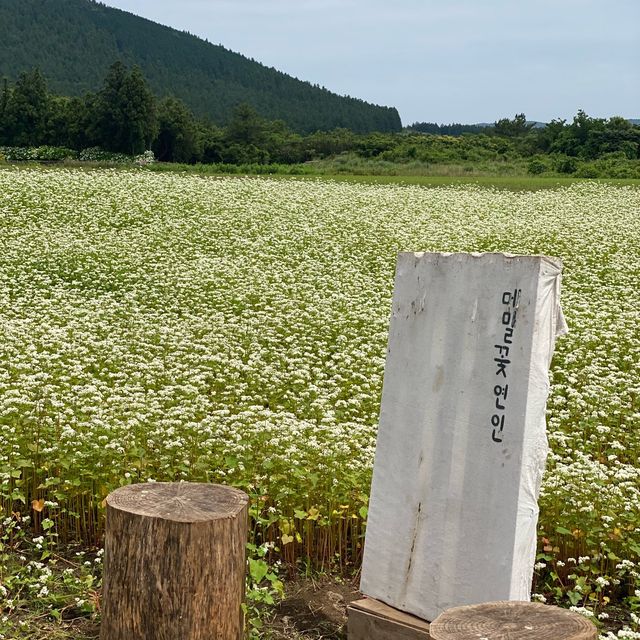 서귀포 힐링 여행지, 보롬왓🌸✨