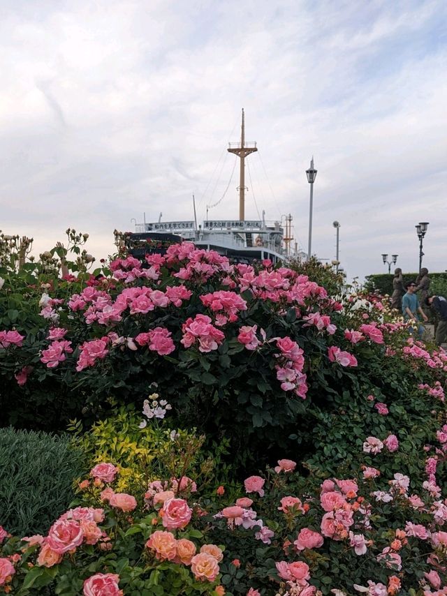 🌹Yokohama Rose Week 2023🥀