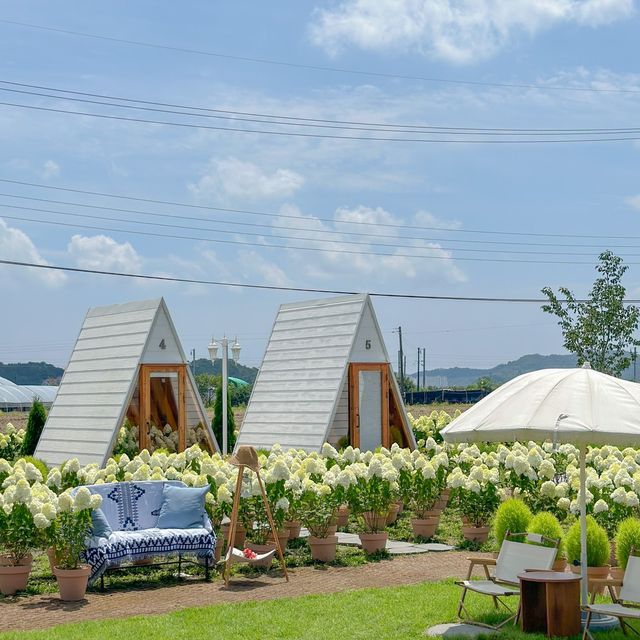 유럽수국 가득한 토성마을의 정원🍃💚