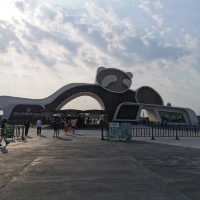 Summer At Chengdu To See Cute Pandas