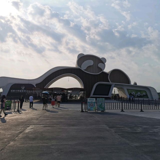 Summer At Chengdu To See Cute Pandas