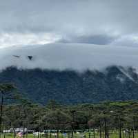 ดอกไม้ในลานสน @ภูสอยดาว🏔️