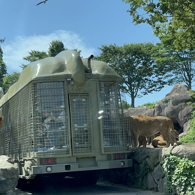 九洲自然動物園觀光車