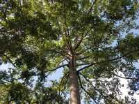 Huai Kaeo Arboretum