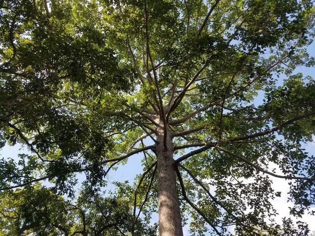Huai Kaeo Arboretum