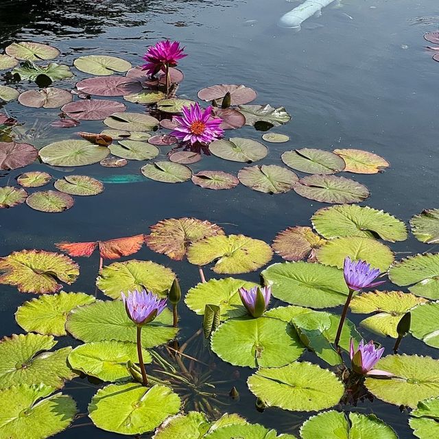 身臨其境的禪意寧靜 🏞️🧘‍♀️ 南蓮園池