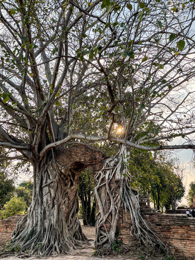 One day trip in Ayutthaya l 4 วัด 2 ที่เที่ยว