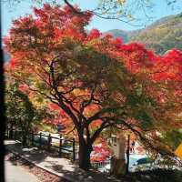 Autumn Foliage at Naejangsan National Park