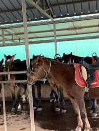 済州島で乗馬体験がオススメすぎます！