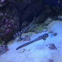 沖縄観光　美ら海水族館