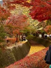 Maple Leaf Festival @ Momiji Corridor 🇯🇵
