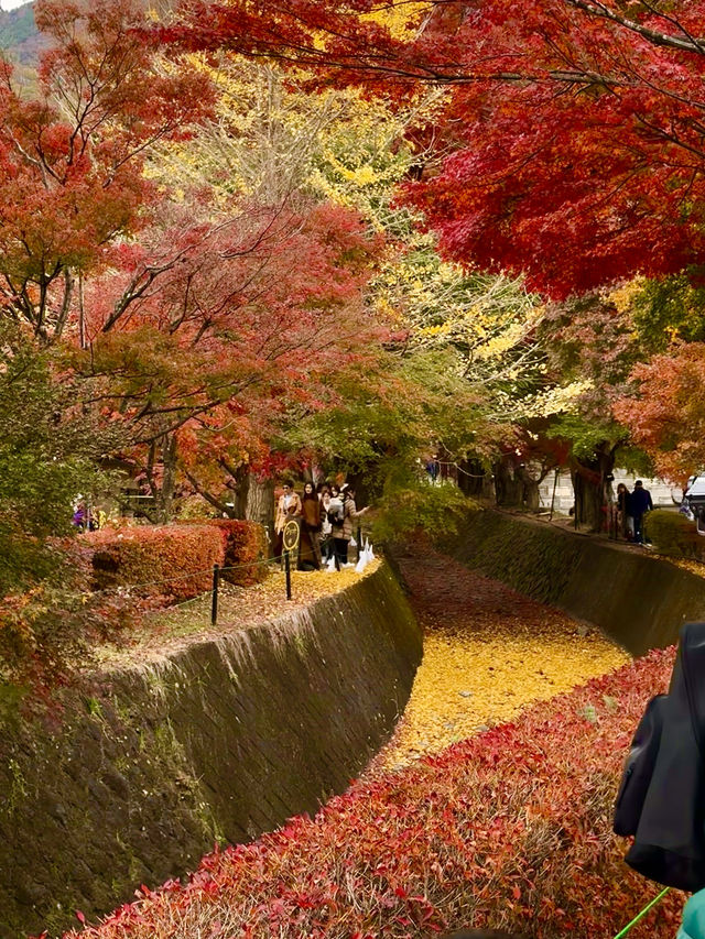 Maple Leaf Festival @ Momiji Corridor 🇯🇵