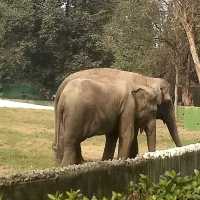 Alipore Zoo Park , Kolkata 