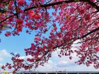 Sakura Along the river