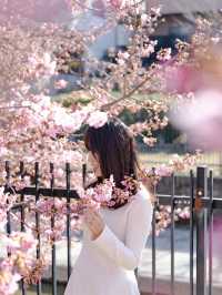 【京都府/伏見】京都で行きたい人気の早咲き桜スポット