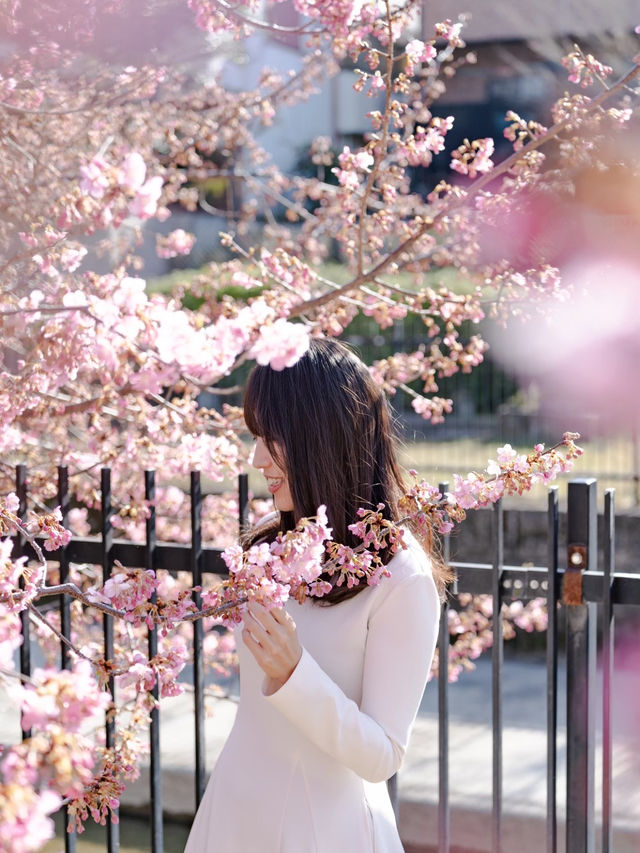 【京都府/伏見】京都で行きたい人気の早咲き桜スポット