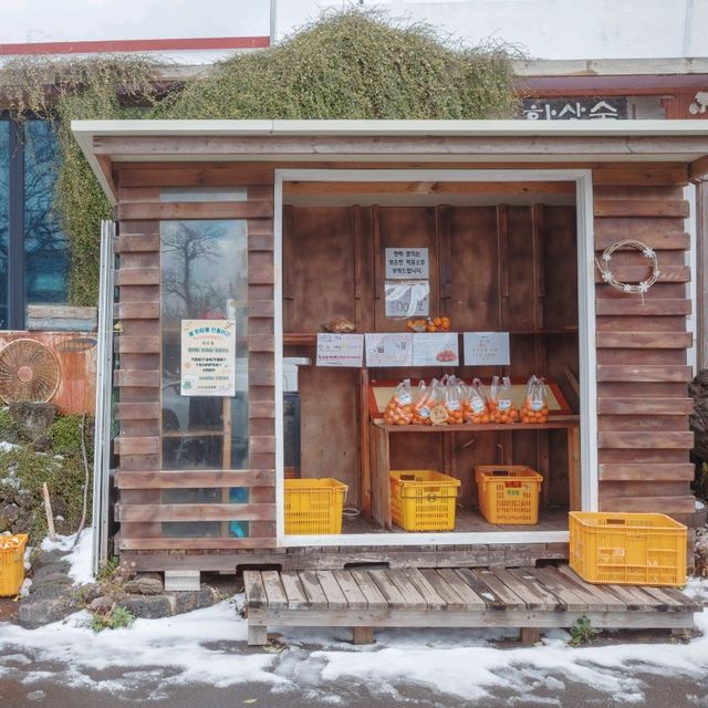 겨울의 초록숲 궁금하시지 않으세요