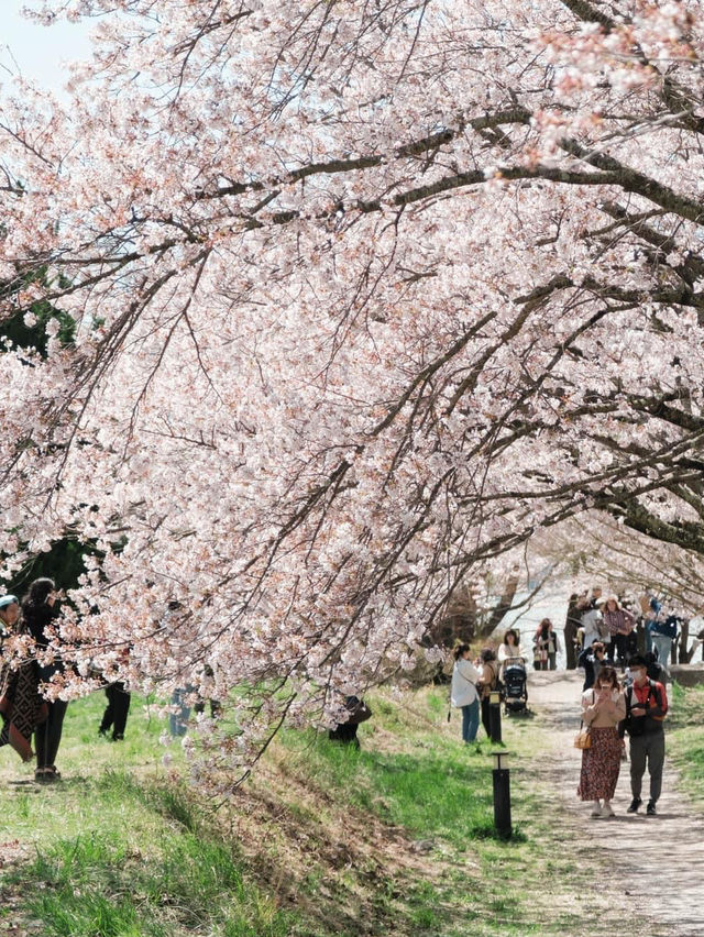 เดินดูซากุระที่kawaguchiko