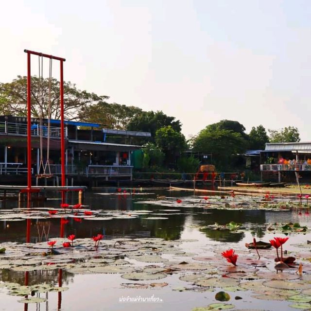 นั่งเรือชม ทุ่งบัวแดง ณ บางเลน นครปฐม