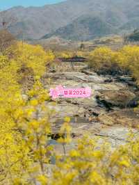 노란빛 봄의 세상으로 초대합니다💛