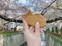 สัมผัสความงามของดอกซากุระริม Meguro River🌸