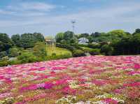 Not just a park but a hidden gem in Fukuoka