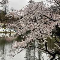 Rainy Cherry Blossom in Inokashira park