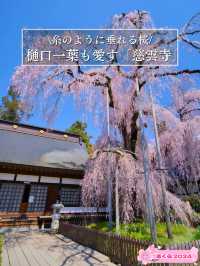【山梨・桜】混雑回避はココ‼️樹齢330年のイトザクラに酔いしれよう🥰